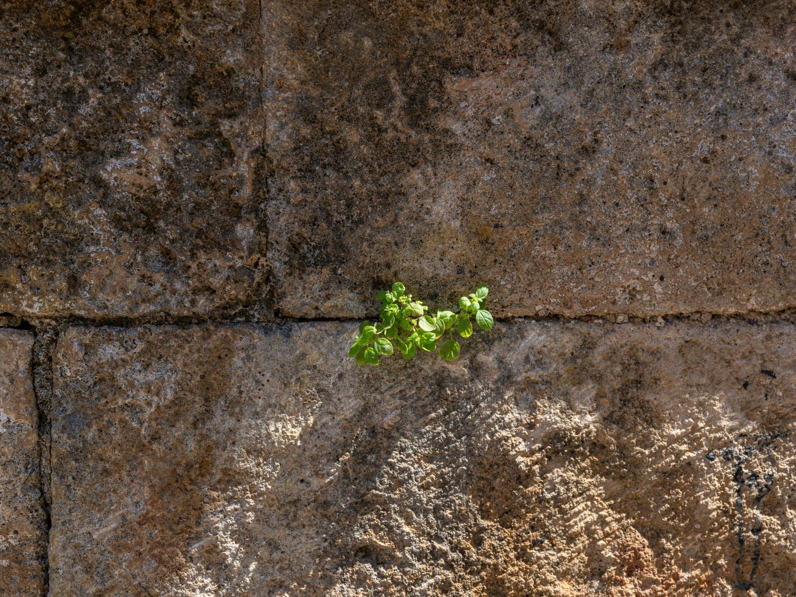 Single green sprout growing through clean stone tiles under soft morning light